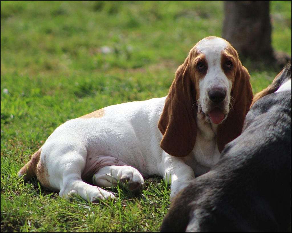 De La Flamme Sacrée D'Hestia - Chiots disponibles - Basset Hound