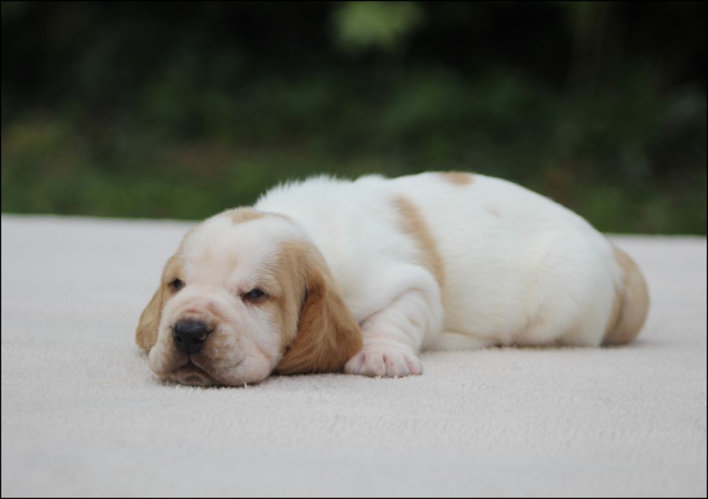 De La Flamme Sacrée D'Hestia - Chiots disponibles - Basset Hound