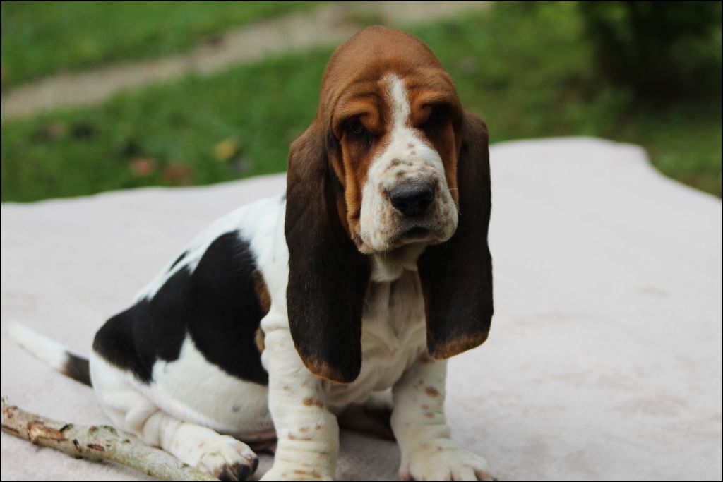 De La Flamme Sacrée D'Hestia - Chiots disponibles - Basset Hound