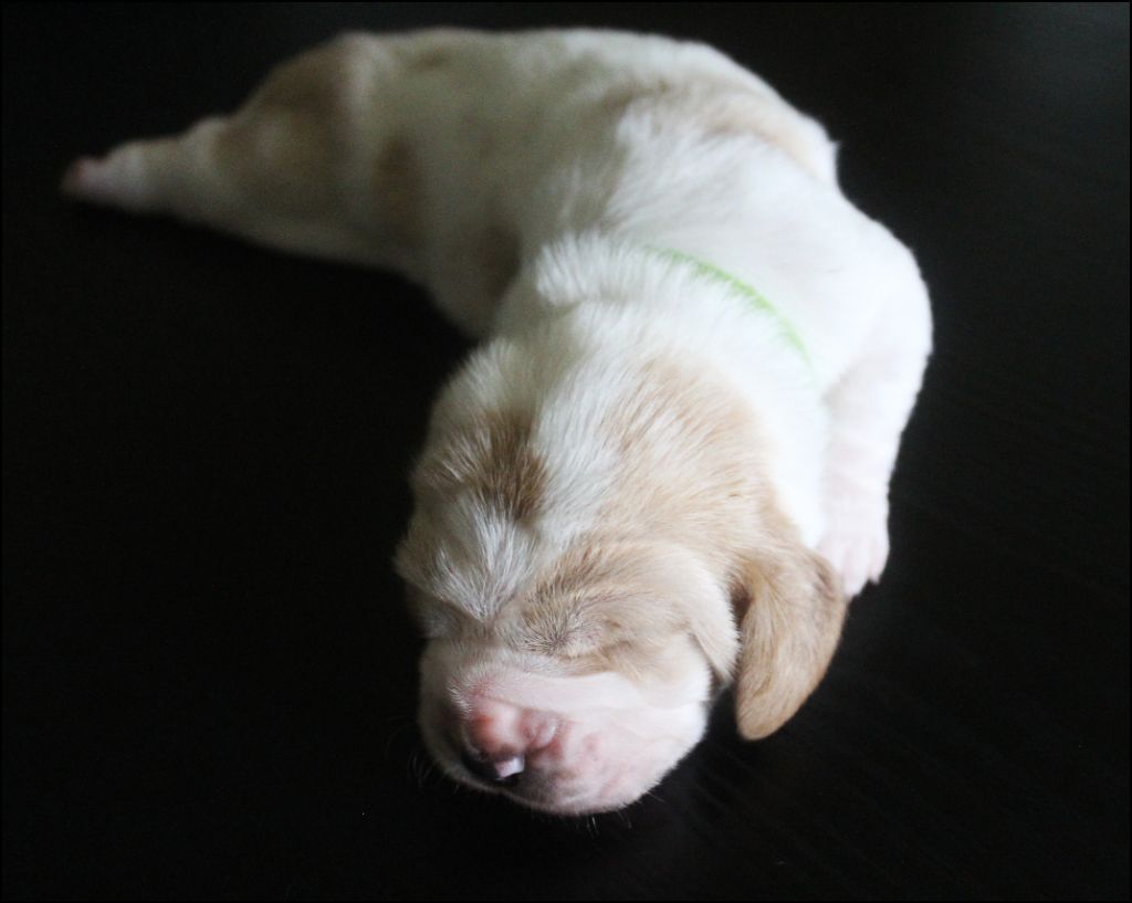 De La Flamme Sacrée D'Hestia - Chiots disponibles - Basset Hound