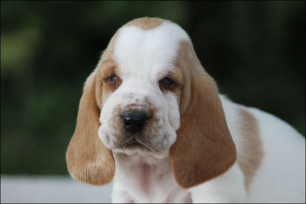 De La Flamme Sacrée D'Hestia - Chiots disponibles - Basset Hound