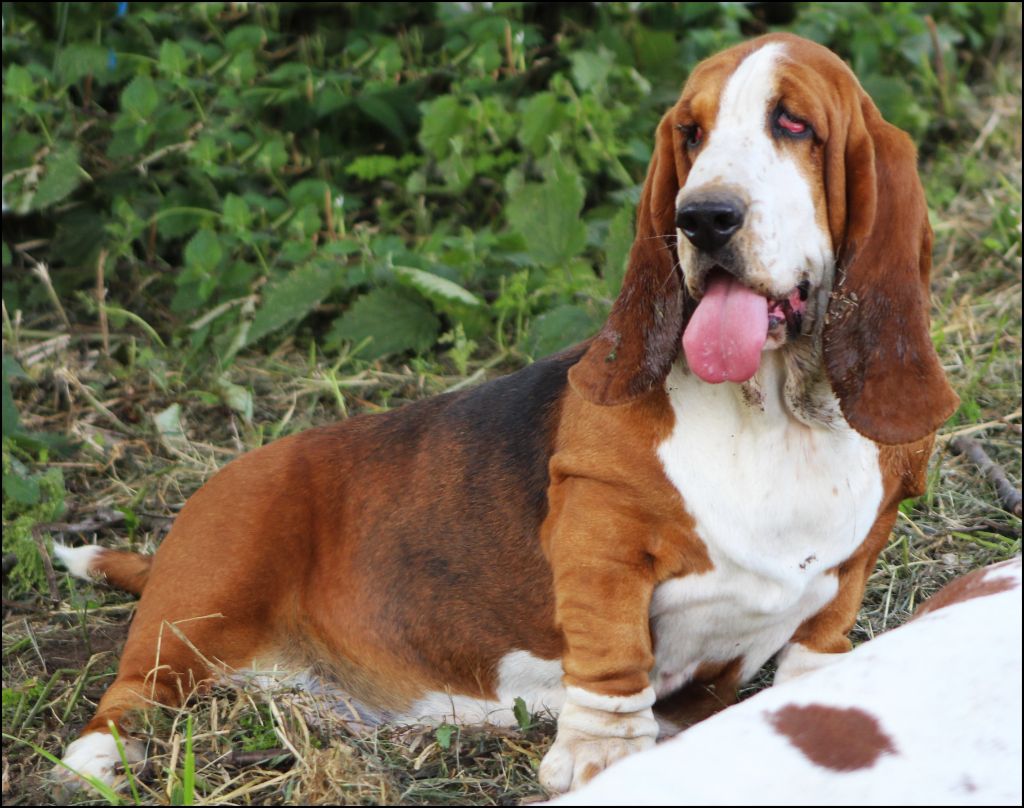 De La Flamme Sacrée D'Hestia - Basset Hound - Portée née le 06/09/2025