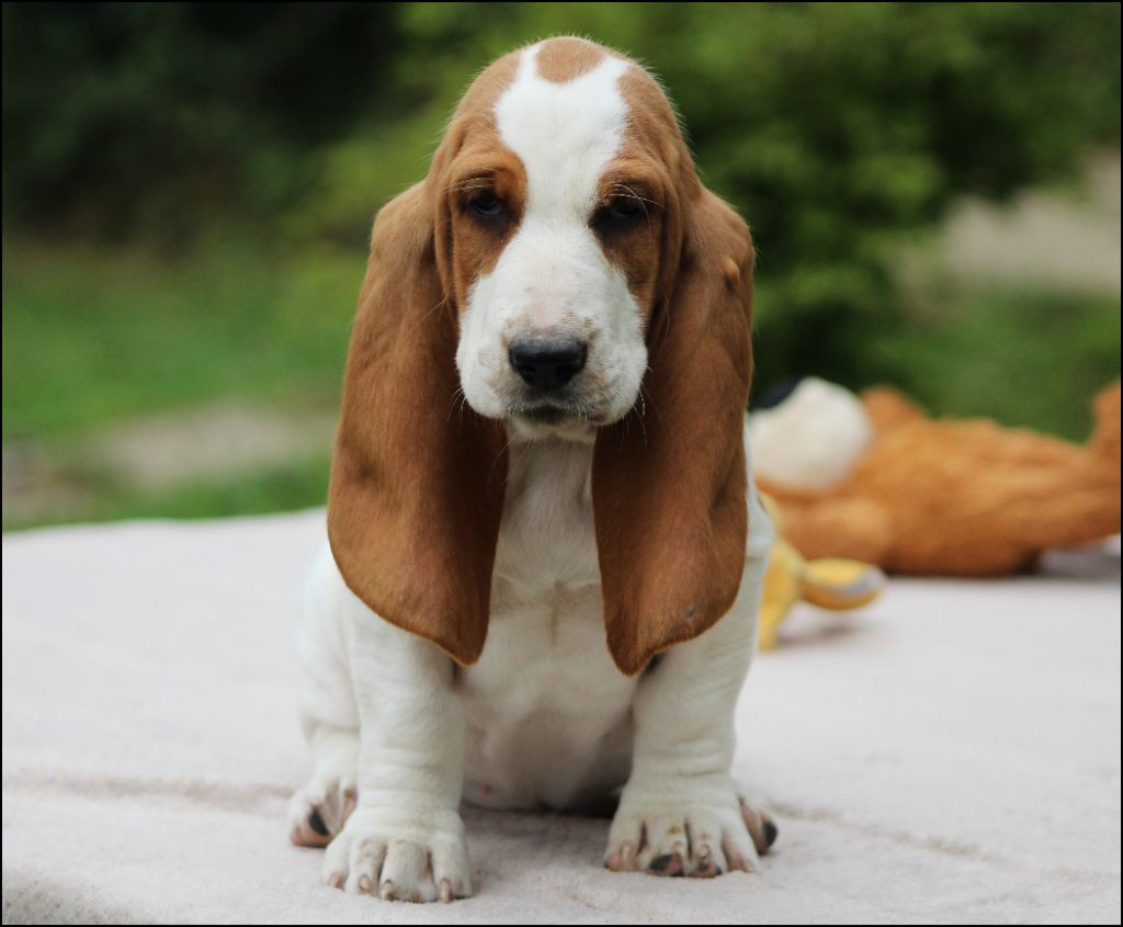 De La Flamme Sacrée D'Hestia - Chiots disponibles - Basset Hound