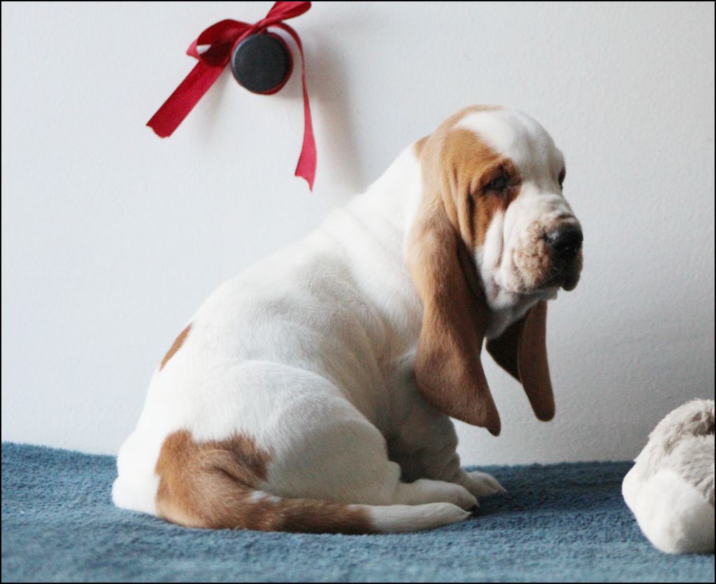 De La Flamme Sacrée D'Hestia - Chiots disponibles - Basset Hound