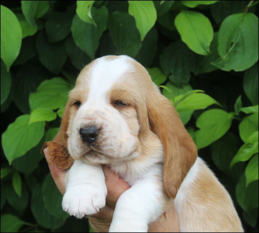 De La Flamme Sacrée D'Hestia - Chiots disponibles - Basset Hound