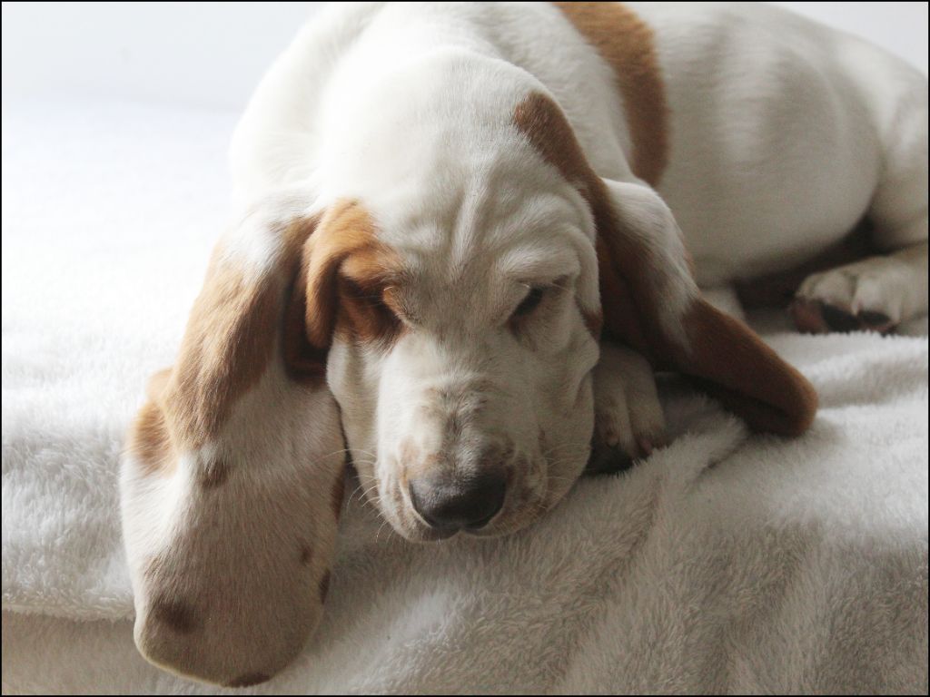 De La Flamme Sacrée D'Hestia - Chiots disponibles - Basset Hound