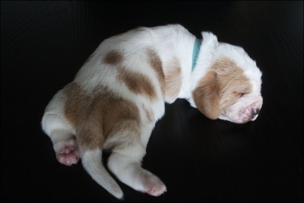 De La Flamme Sacrée D'Hestia - Chiots disponibles - Basset Hound