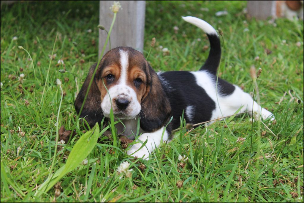 De La Flamme Sacrée D'Hestia - Chiots disponibles - Basset Hound