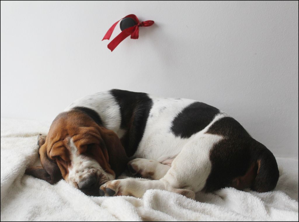 De La Flamme Sacrée D'Hestia - Chiots disponibles - Basset Hound