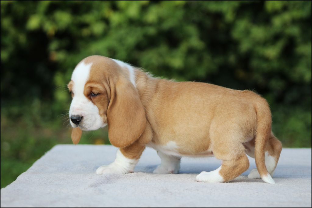 De La Flamme Sacrée D'Hestia - Chiots disponibles - Basset Hound