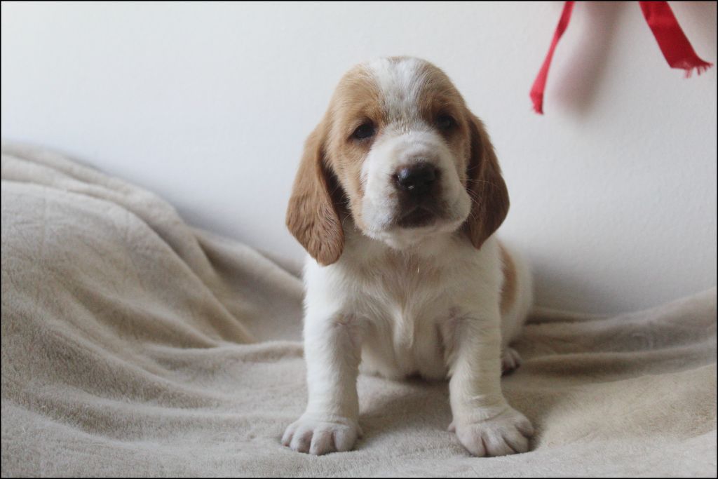 De La Flamme Sacrée D'Hestia - Chiots disponibles - Basset Hound