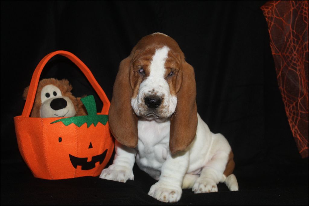 De La Flamme Sacrée D'Hestia - Chiots disponibles - Basset Hound