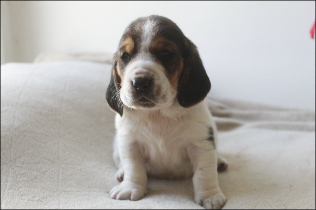 De La Flamme Sacrée D'Hestia - Chiots disponibles - Basset Hound