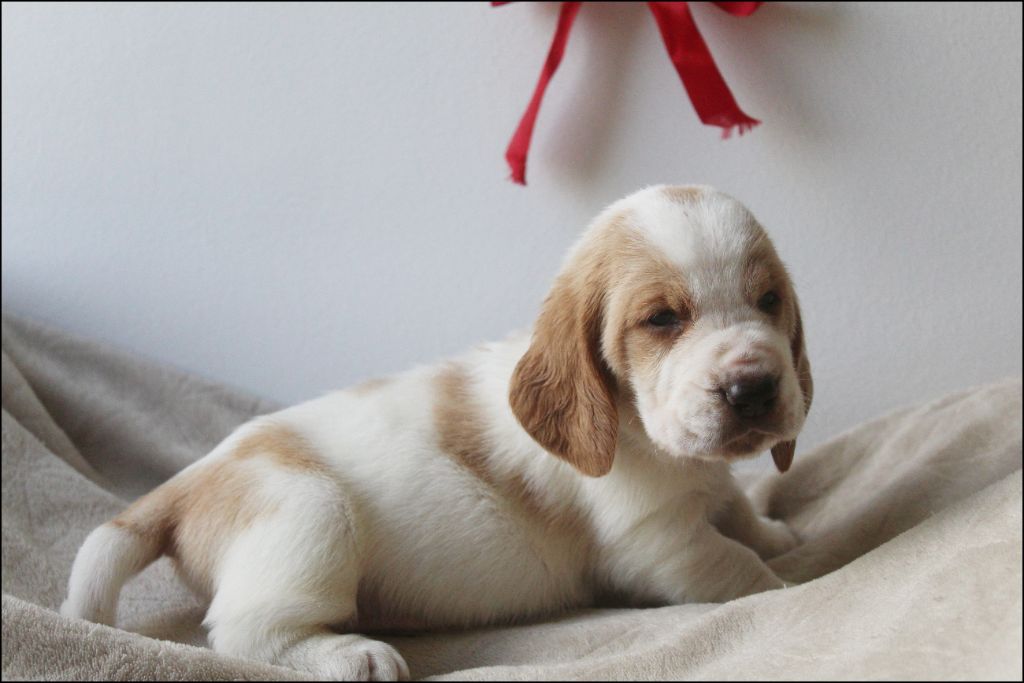 De La Flamme Sacrée D'Hestia - Chiots disponibles - Basset Hound