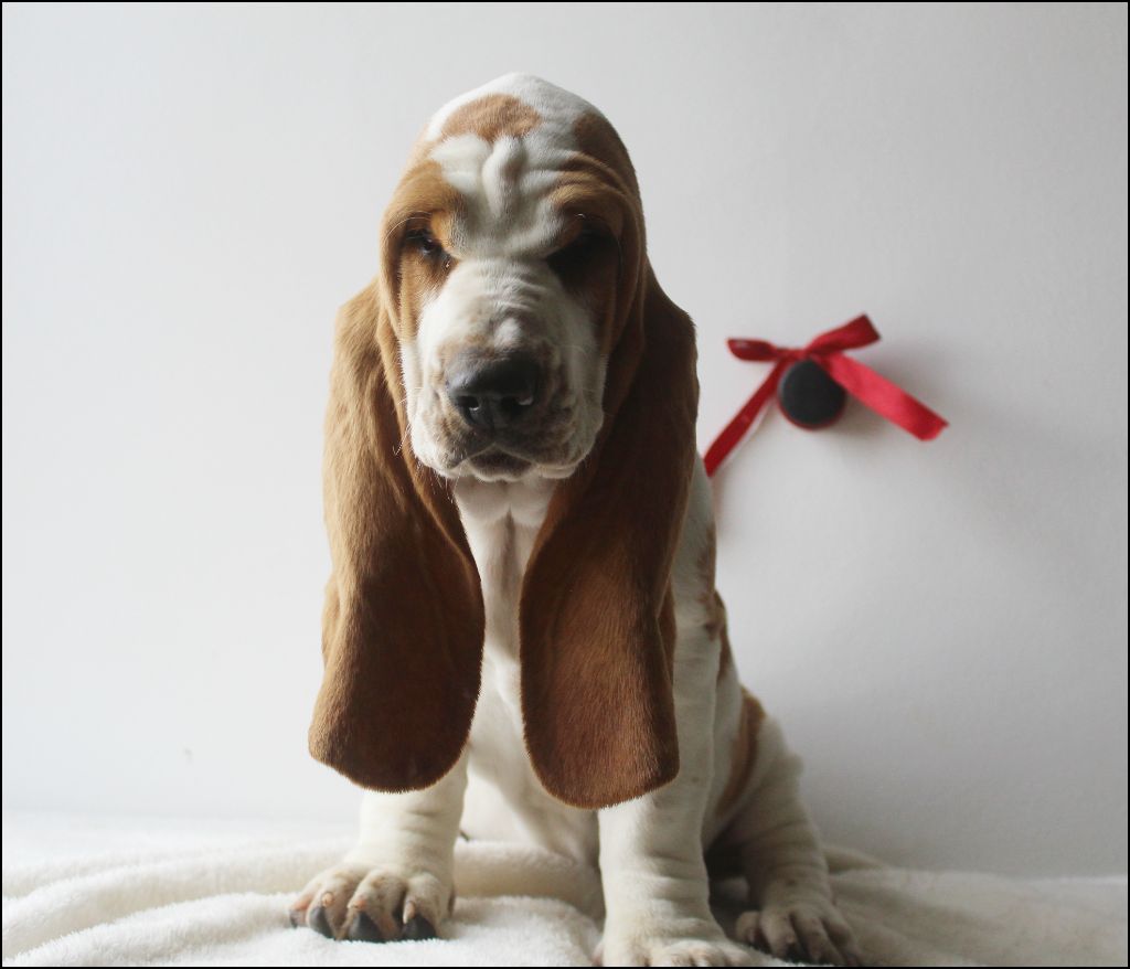 De La Flamme Sacrée D'Hestia - Chiots disponibles - Basset Hound