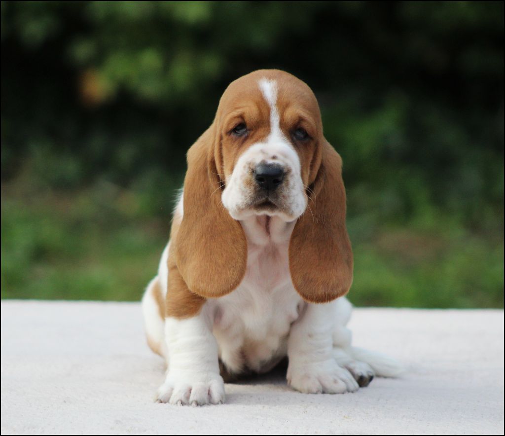 De La Flamme Sacrée D'Hestia - Chiots disponibles - Basset Hound
