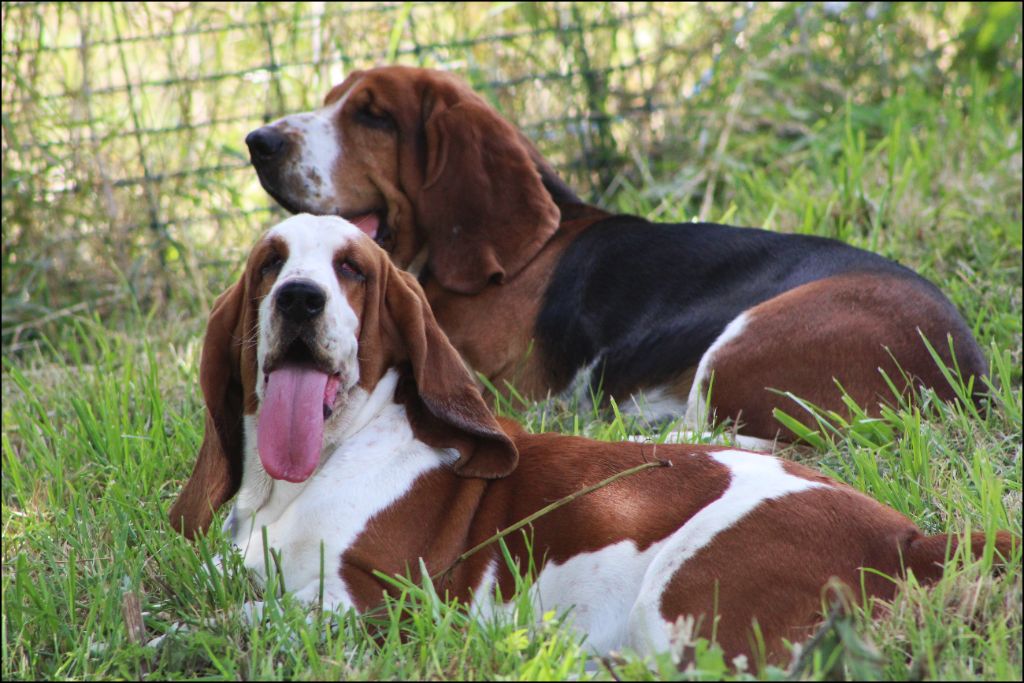 De La Flamme Sacrée D'Hestia - Basset Hound - Portée née le 30/08/2025
