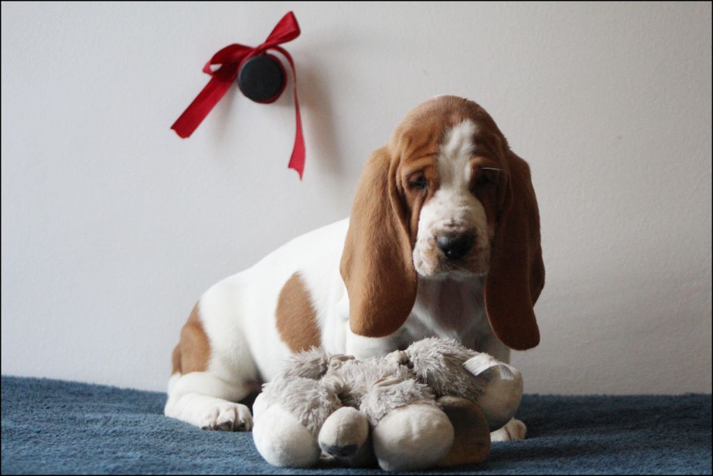 De La Flamme Sacrée D'Hestia - Chiots disponibles - Basset Hound