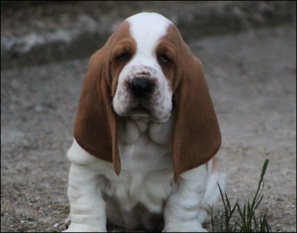De La Flamme Sacrée D'Hestia - Chiots disponibles - Basset Hound