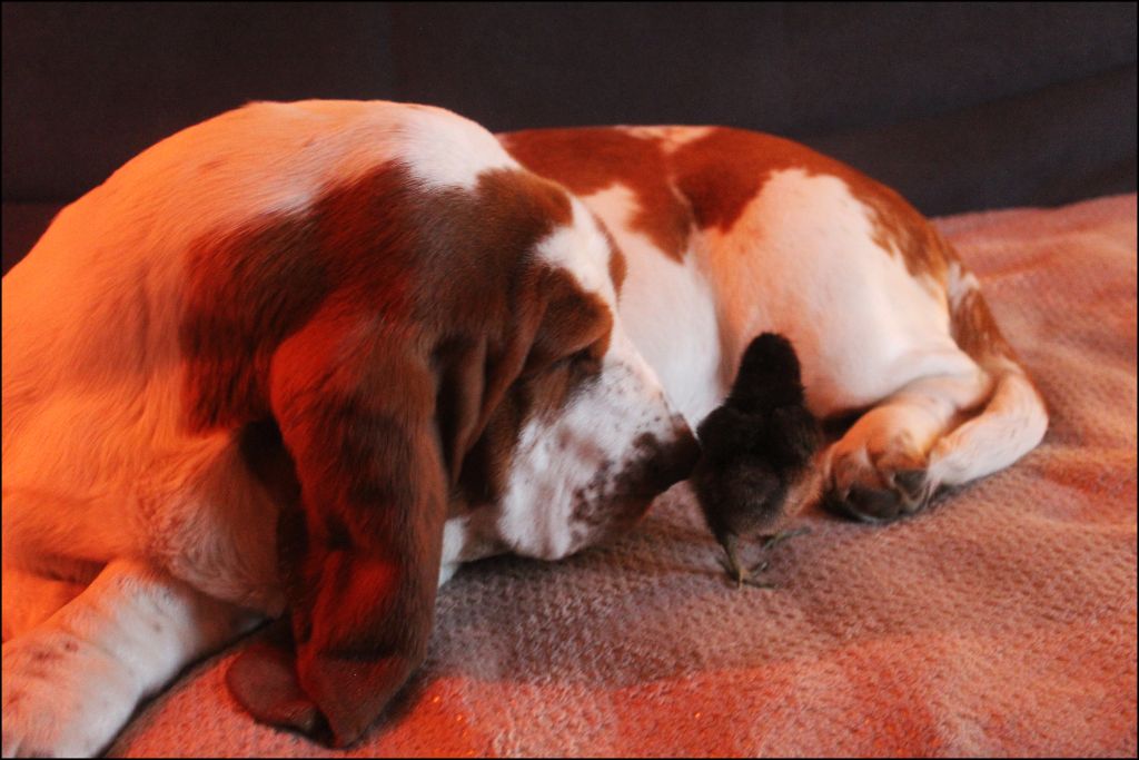 De La Flamme Sacrée D'Hestia - Basset Hound - Portée née le 10/09/2024
