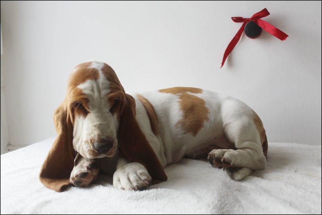 De La Flamme Sacrée D'Hestia - Chiots disponibles - Basset Hound