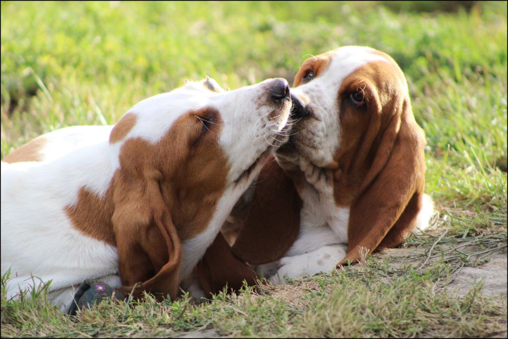 De La Flamme Sacrée D'Hestia - Basset Hound - Portée née le 03/06/2025
