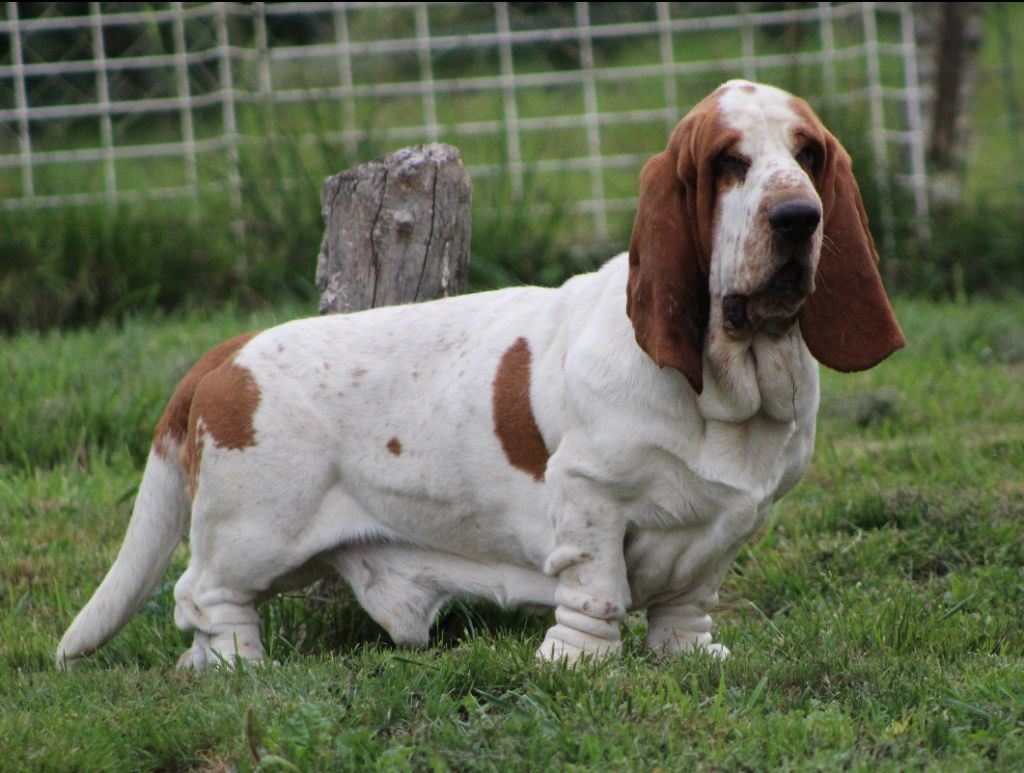 De La Flamme Sacrée D'Hestia - Basset Hound - Portée née le 08/06/2025