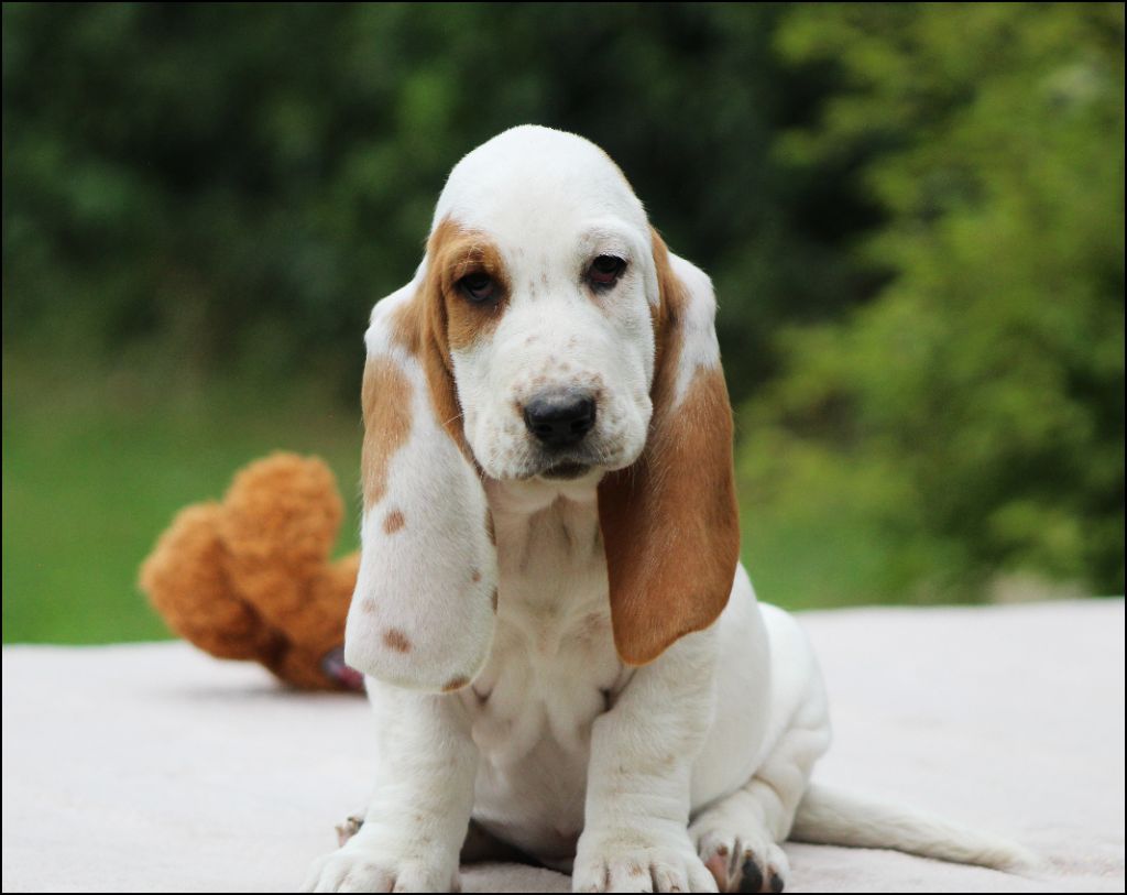 De La Flamme Sacrée D'Hestia - Chiots disponibles - Basset Hound