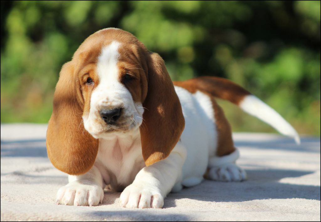 De La Flamme Sacrée D'Hestia - Chiots disponibles - Basset Hound