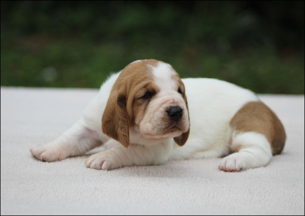De La Flamme Sacrée D'Hestia - Chiots disponibles - Basset Hound