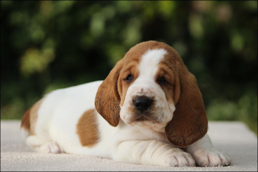 De La Flamme Sacrée D'Hestia - Chiots disponibles - Basset Hound