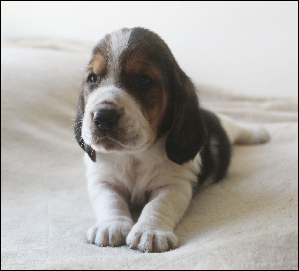 De La Flamme Sacrée D'Hestia - Chiots disponibles - Basset Hound