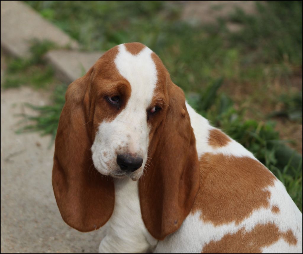 De La Flamme Sacrée D'Hestia - Chiots disponibles - Basset Hound