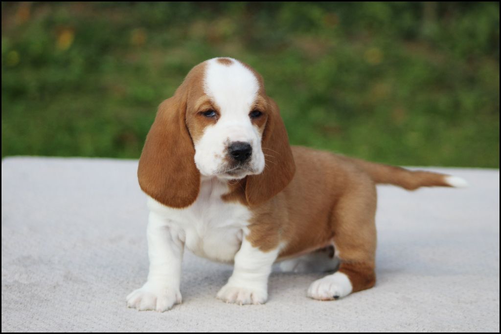 De La Flamme Sacrée D'Hestia - Chiots disponibles - Basset Hound