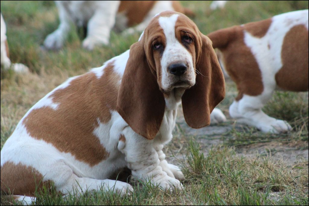 De La Flamme Sacrée D'Hestia - Chiots disponibles - Basset Hound