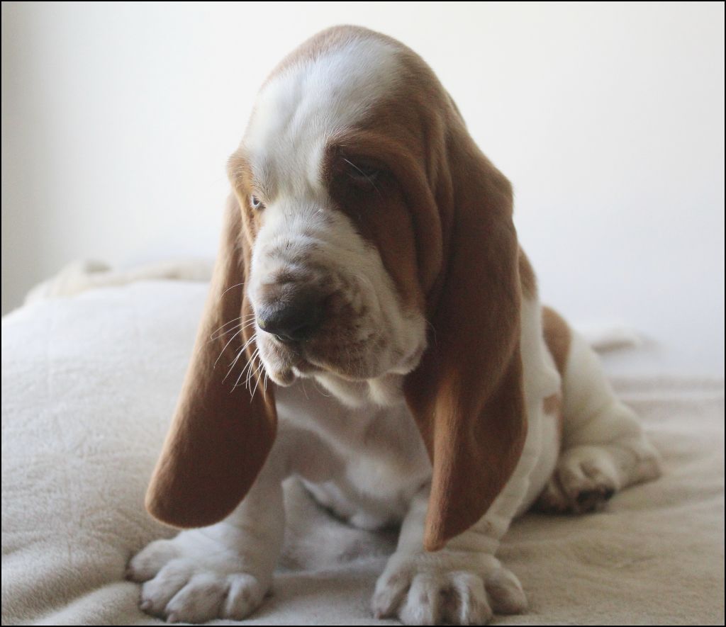De La Flamme Sacrée D'Hestia - Chiots disponibles - Basset Hound