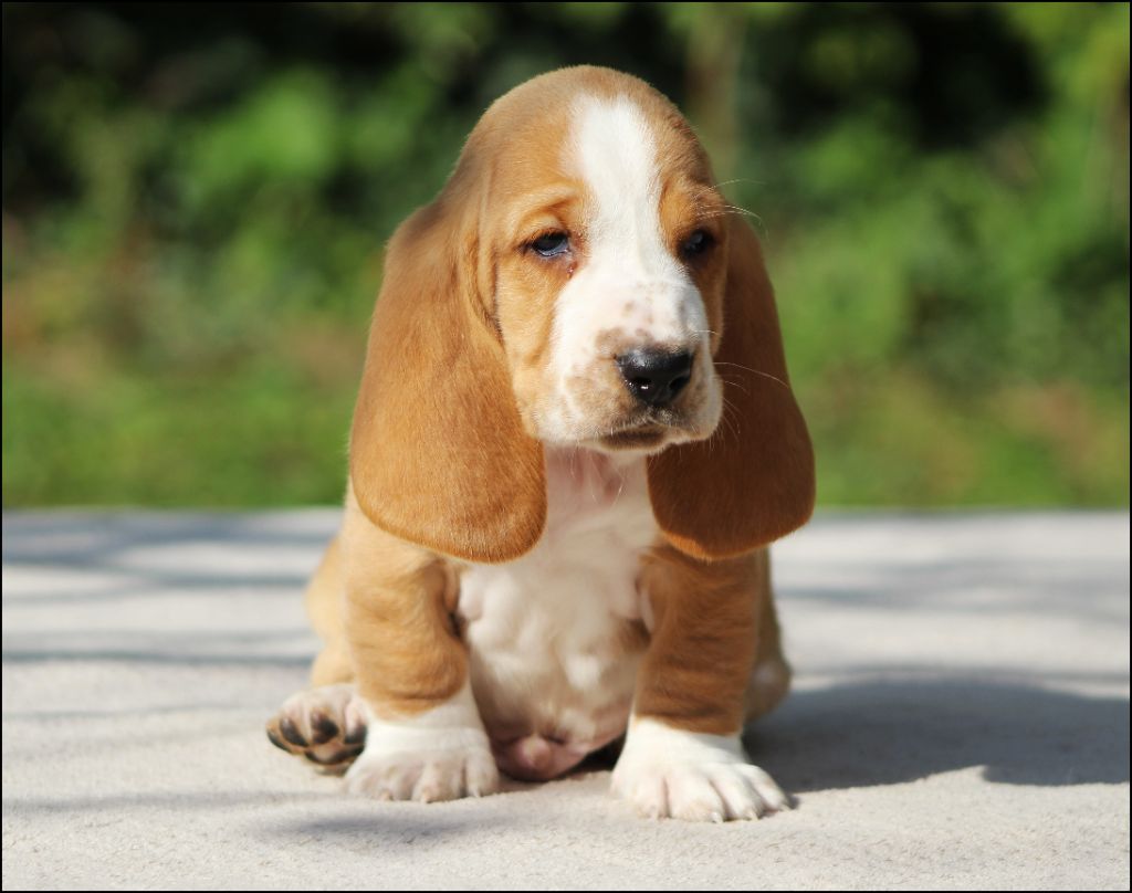 De La Flamme Sacrée D'Hestia - Chiots disponibles - Basset Hound