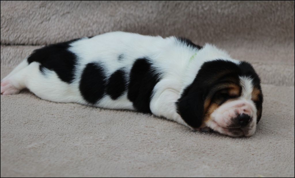 De La Flamme Sacrée D'Hestia - Chiots disponibles - Basset Hound