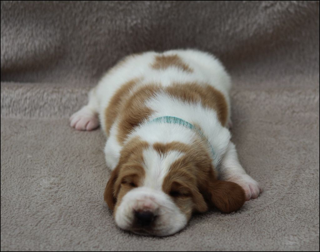 De La Flamme Sacrée D'Hestia - Chiots disponibles - Basset Hound