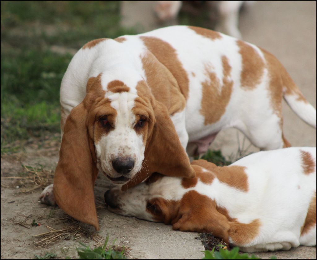 De La Flamme Sacrée D'Hestia - Chiots disponibles - Basset Hound