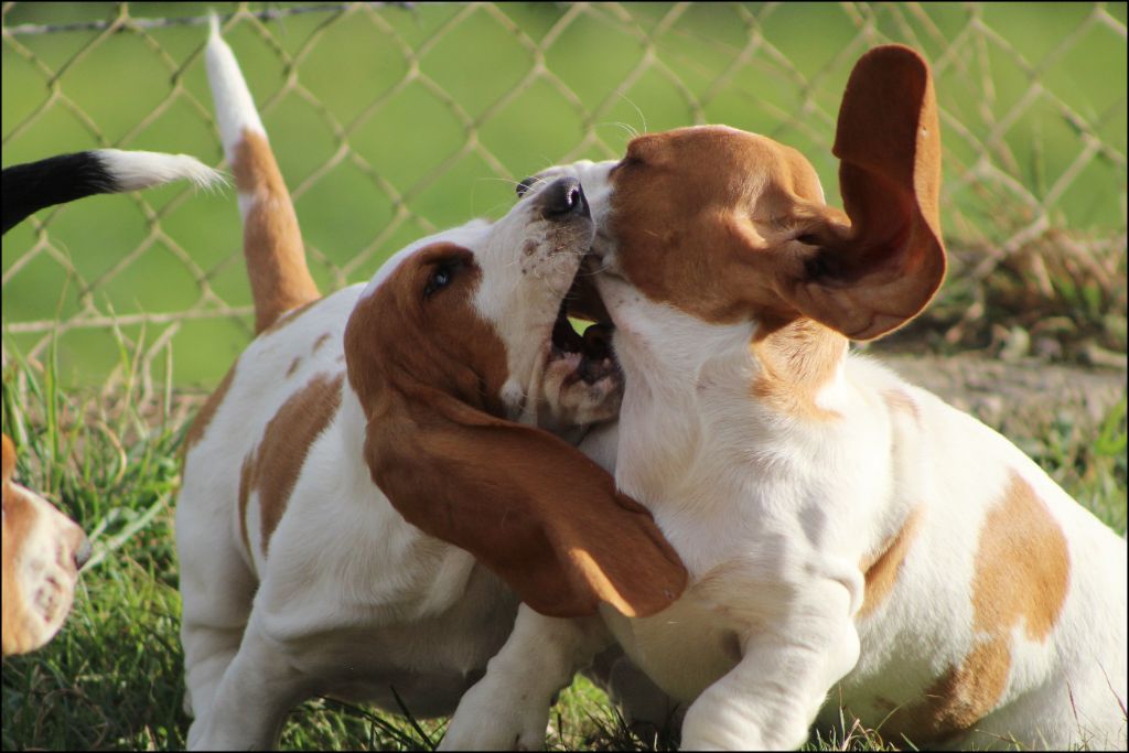 De La Flamme Sacrée D'Hestia - Basset Hound - Portée née le 08/06/2025