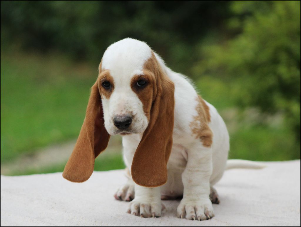 De La Flamme Sacrée D'Hestia - Chiots disponibles - Basset Hound