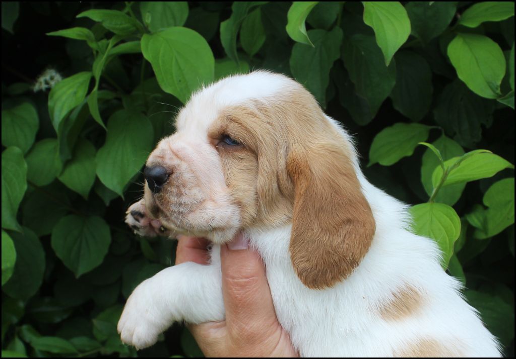 De La Flamme Sacrée D'Hestia - Chiots disponibles - Basset Hound