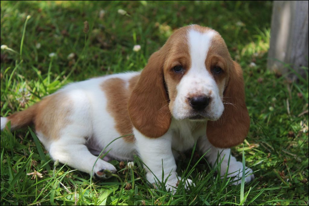 De La Flamme Sacrée D'Hestia - Chiots disponibles - Basset Hound
