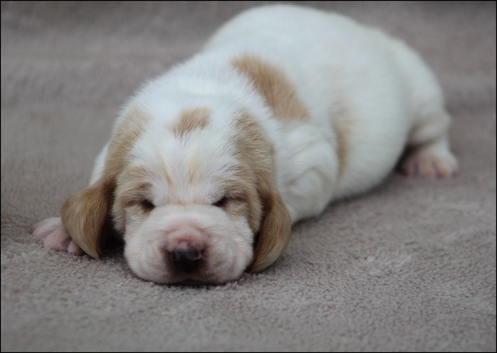 De La Flamme Sacrée D'Hestia - Chiots disponibles - Basset Hound