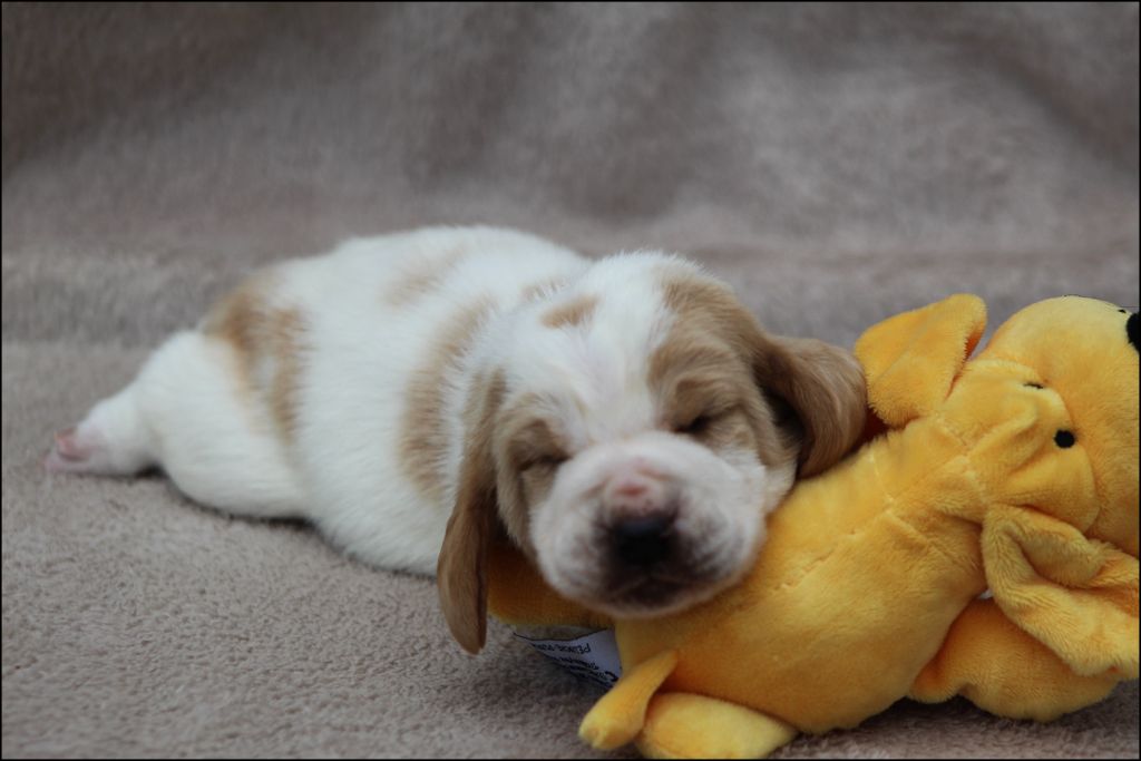 De La Flamme Sacrée D'Hestia - Chiots disponibles - Basset Hound