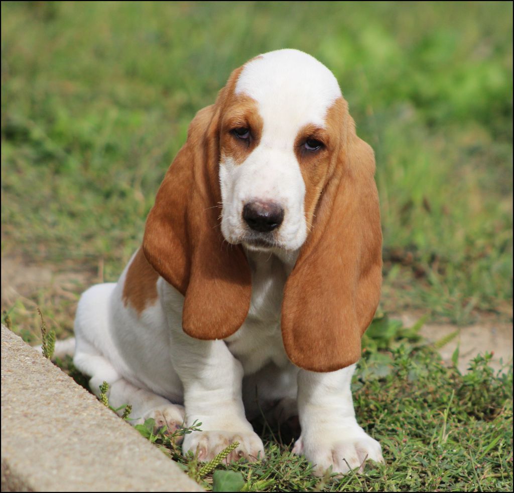 De La Flamme Sacrée D'Hestia - Chiots disponibles - Basset Hound