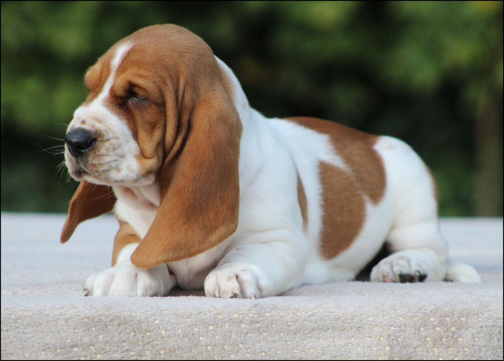 De La Flamme Sacrée D'Hestia - Chiots disponibles - Basset Hound