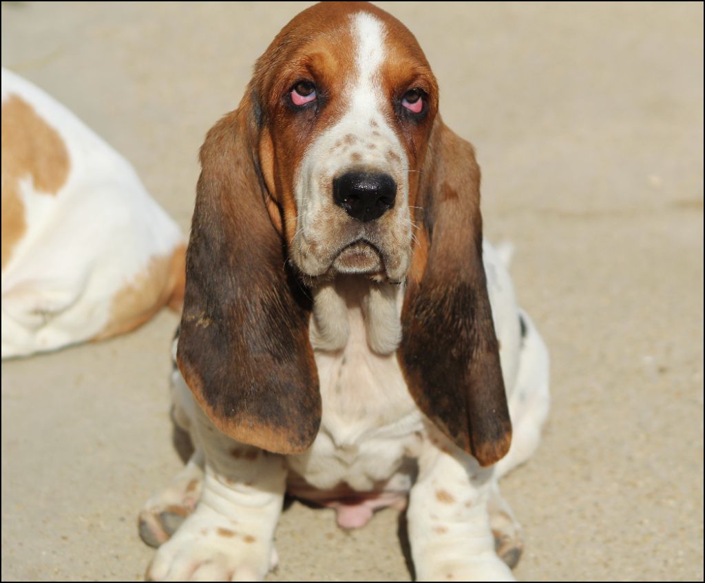 De La Flamme Sacrée D'Hestia - Chiots disponibles - Basset Hound