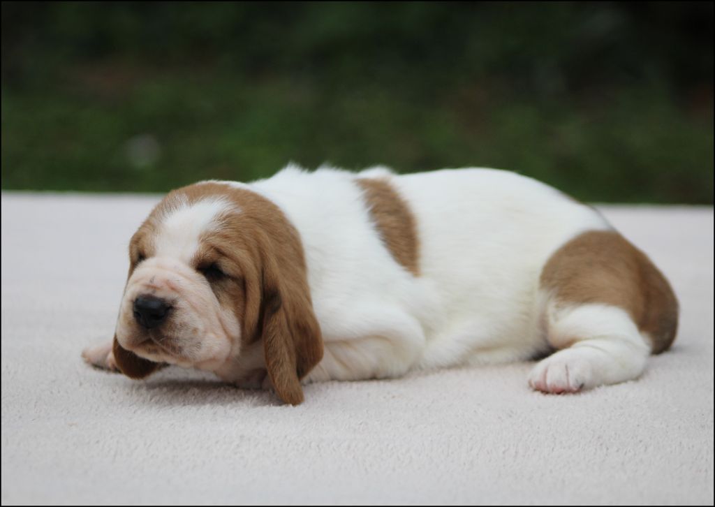De La Flamme Sacrée D'Hestia - Chiots disponibles - Basset Hound